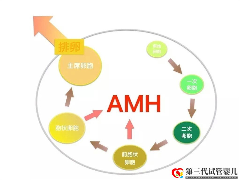 AMH是如何影响女性卵子储备的,对做试管有影响吗?(图1) AMH是如何影响女性卵子储备的,对做试管有影响吗?(图1)