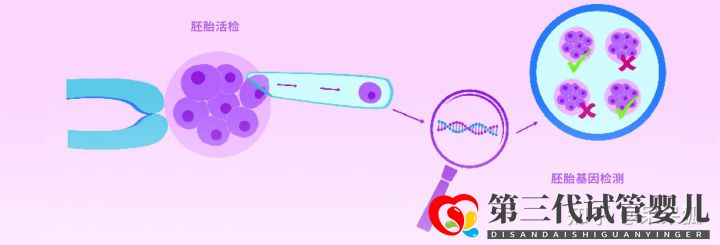 第三代试管可以筛选哪些遗传病,第三代试管能避免遗...(图5)