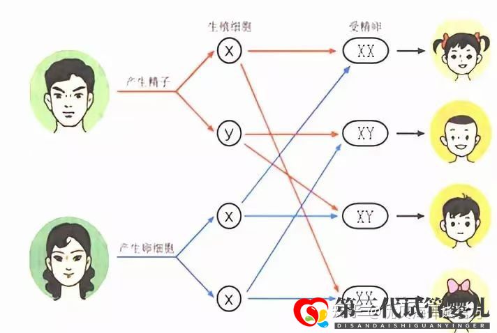 生男生女是由什么决定的三代试管婴儿可以解决吗(图1)