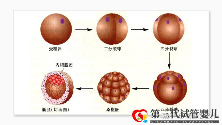 试管婴儿费用大约多少 ——最全面的费用详解(...(图6)