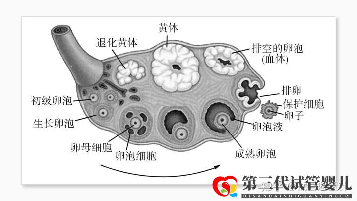 试管婴儿费用大约多少 ——最全面的费用详解(...(图5) 试管婴儿费用大约多少 ——最全面的费用详解(...(图5)