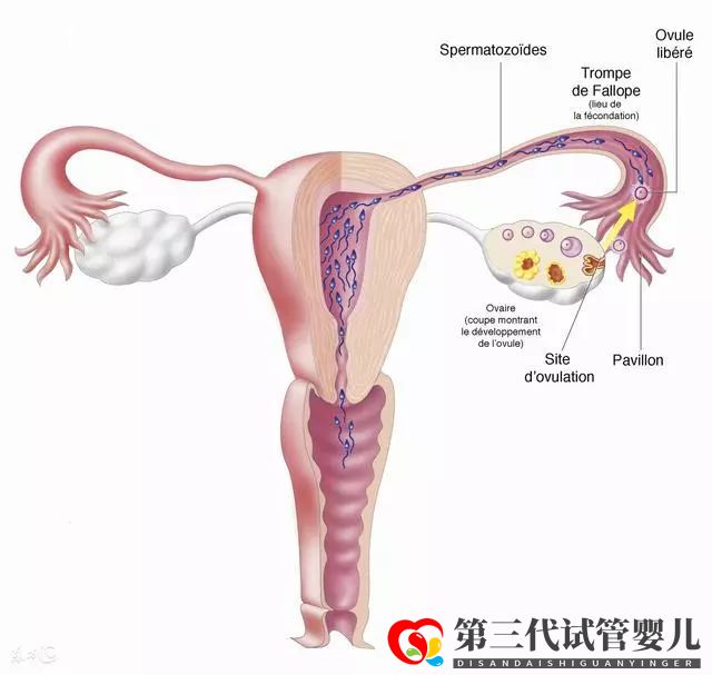 输卵管不通别哭,这几种办法可以帮你成功怀孕!(图1)