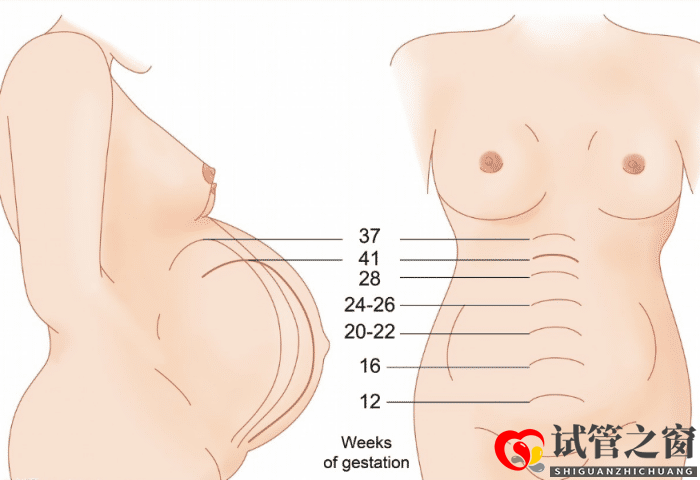 37岁试管一次成功,记录整个过程,养卵1年多接好孕(图1)