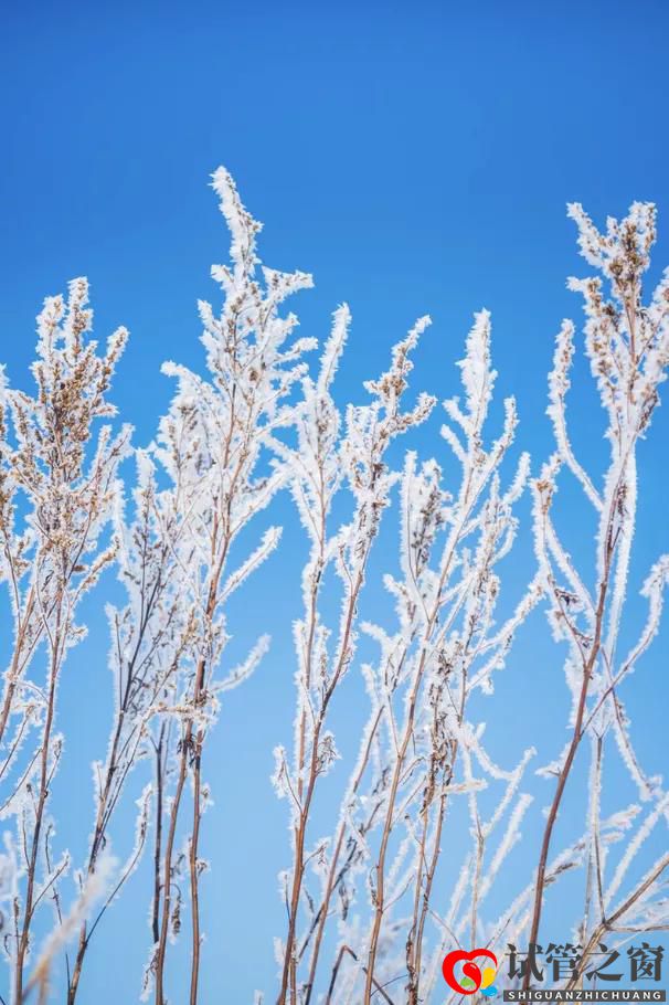 多囊卵巢综合症患者可以做试管婴儿吗(图1) 多囊卵巢综合症患者可以做试管婴儿吗(图1)