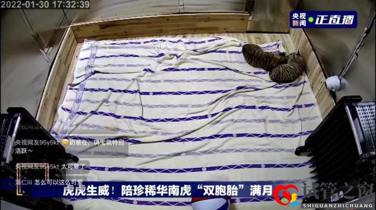 养一头胖虎,你要花多少钱?(图1) 养一头胖虎,你要花多少钱?(图1)