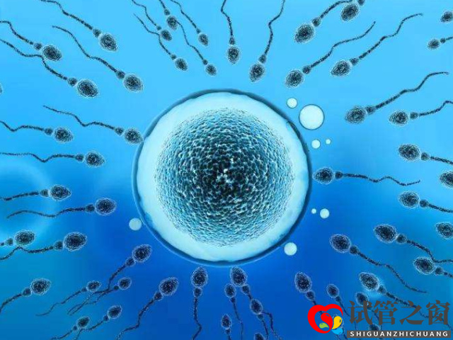 少精弱精会直接影响到胚胎质量