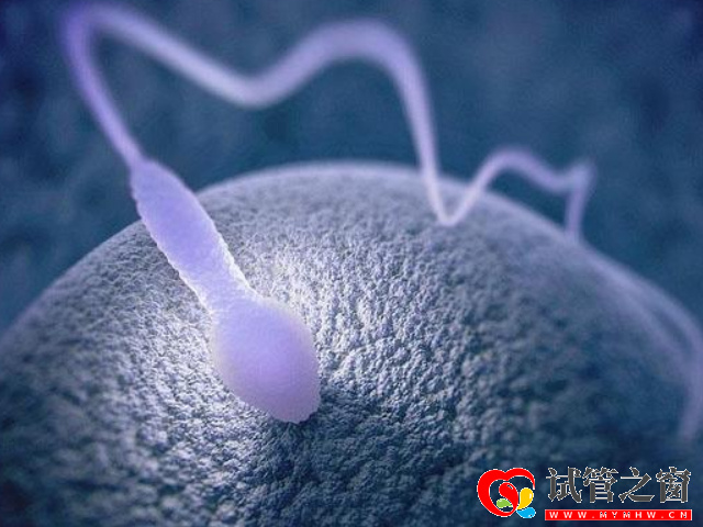 男性的精液是由精子和精浆组成