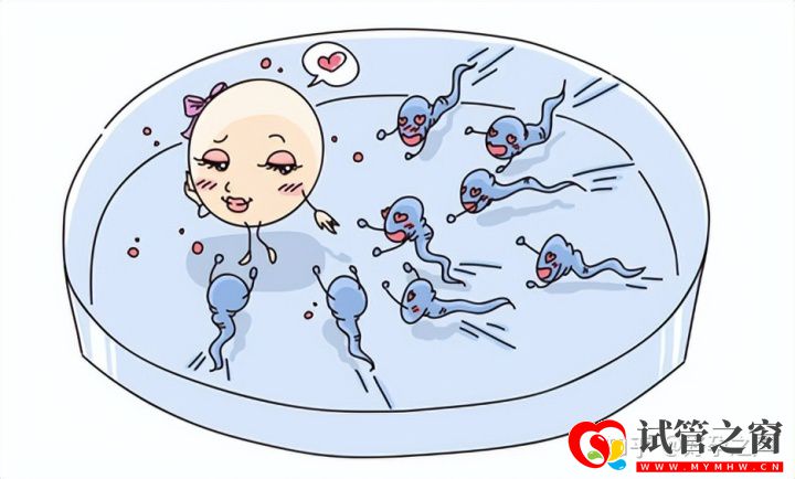 真的是越多越好么关于取卵你知道多少(图1)