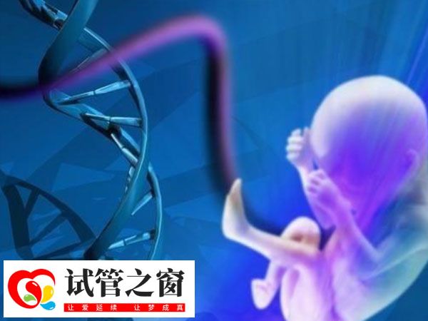 胚胎一半的基因来自父亲
