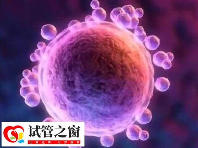 囊胚是体外发育5-6天的胚胎