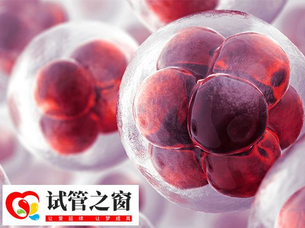鲜胚移植和囊胚移植区别还是很大的