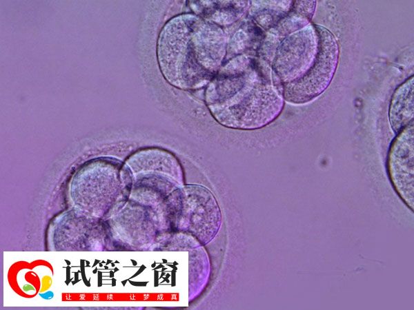 囊胚是在鲜胚的基础上继续培养至第5-6天