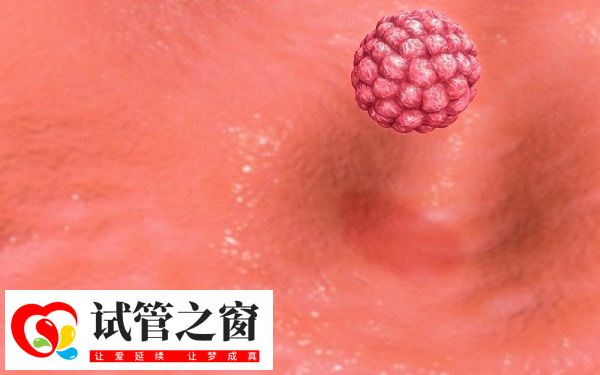 内膜通常需要在7-13mm之间进行囊胚移植