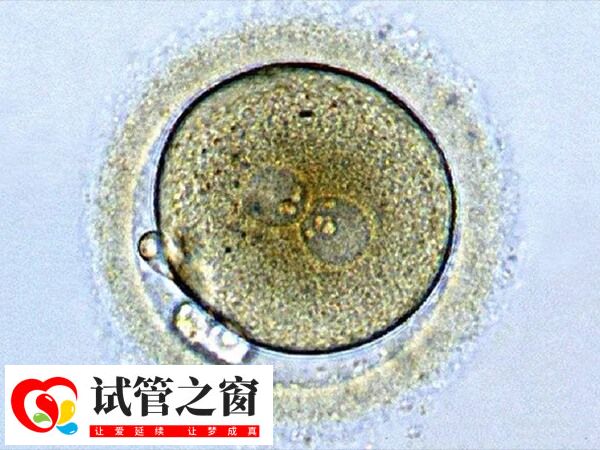 移植囊胚后其着床时间是7天左右