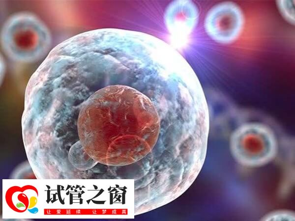胚胎的发育潜力和质量会影响着床成功率