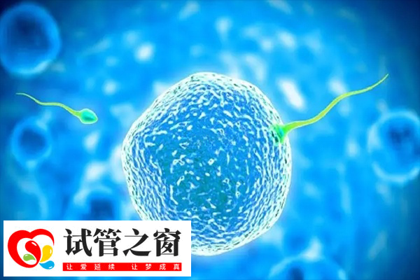 胚胎质量差移植成活率很低