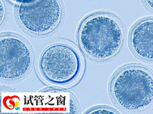 攒胚胎的目的是为了提高成功率