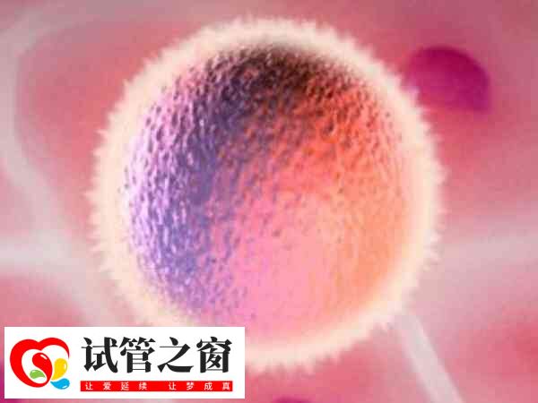 胚胎培养后就可以移植了