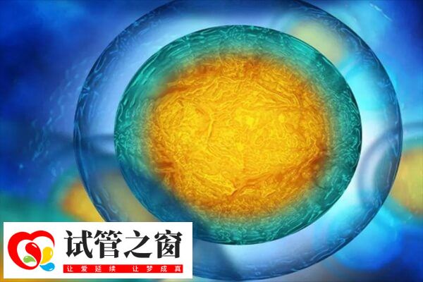 试管婴儿移植之后位置并不是固定不动的