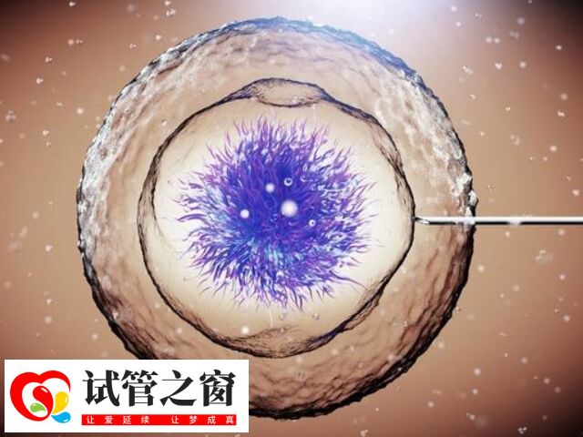 移植胚胎4ac的成功率约40%