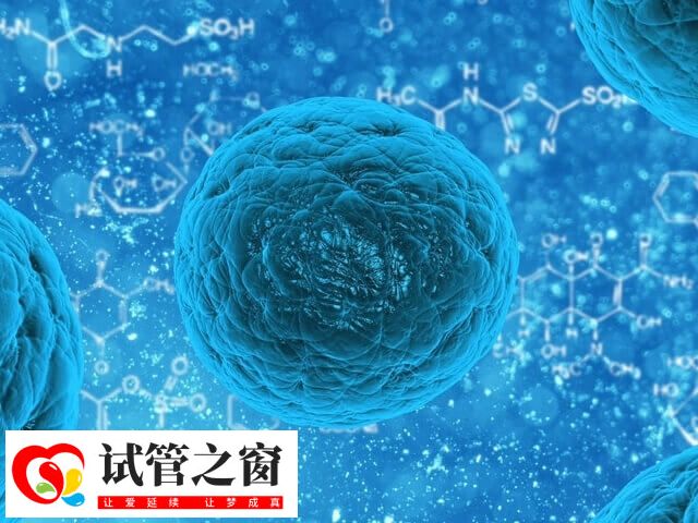 4AC胚胎滋养层细胞数量稀少