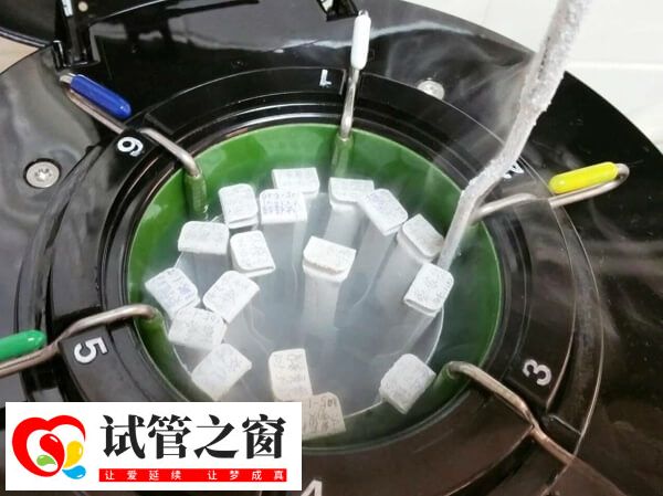 冻胚解冻复苏率约90%