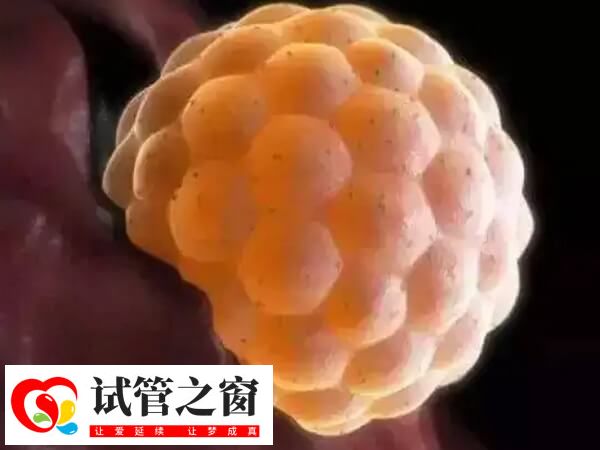 6aa囊胚移植成功率约在50-60%左右