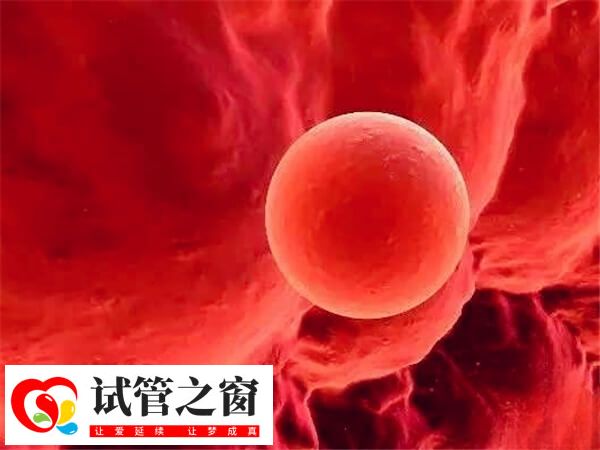 囊胚质量不影响孩子健康