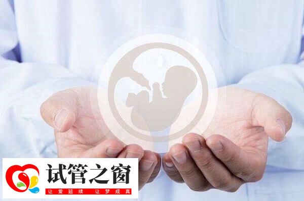 取卵后三天可进行鲜胚移植