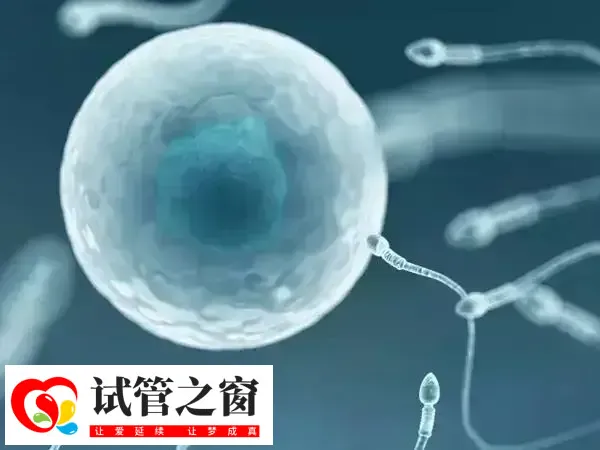 胚胎培养所需时间为3-5天