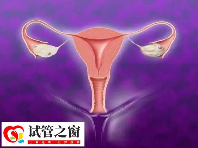 试管移植前调理子宫内膜是非常关键