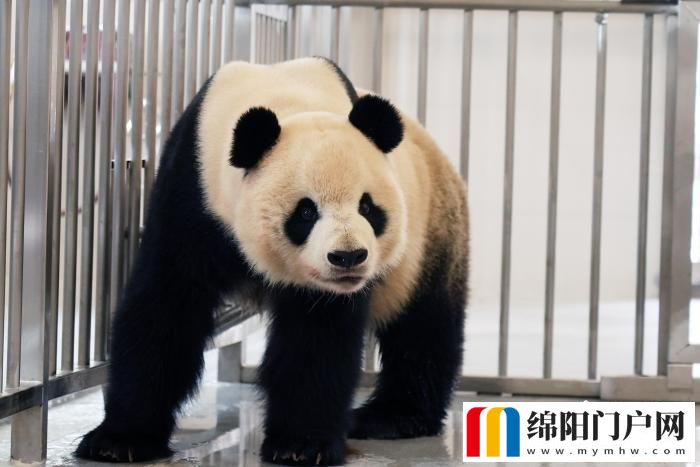 中国大熊猫保护研究中心绵阳基地投入试运行 中国大熊猫保护研究中心绵阳基地投入试运行