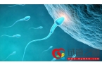中介告诉你泰国试管婴儿成功率100%都是