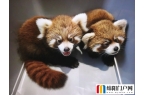 绵阳中华大熊猫苑开展趣味科普互动活动
